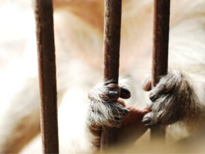 Gestresste Wildtiere in Gefangenschaft