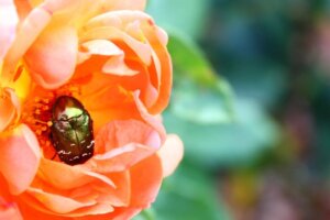 Die glänzenden Körper von Glanzkäfern dienen nicht als Tarnung