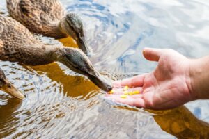 Was fressen Enten?