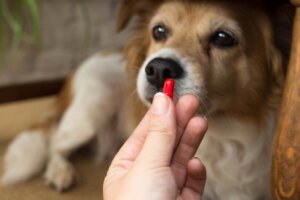 Abführmittel für Hunde: Dosierung und Anwendung