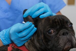 Schorf an Hundeohren: Was ist zu tun?