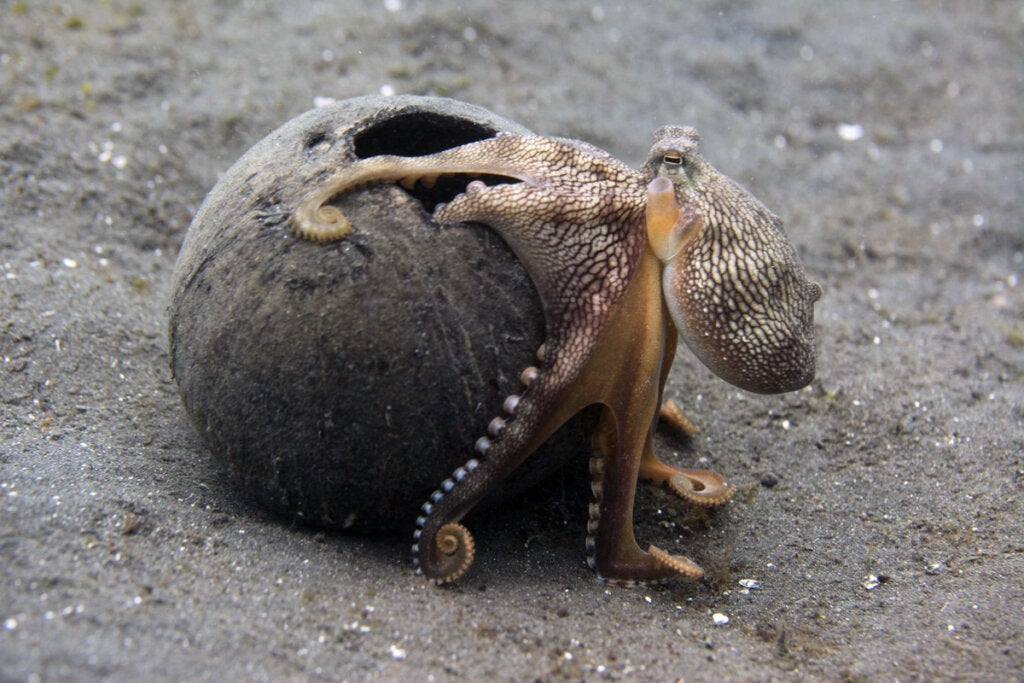 Die Intelligenz des Oktopus auf dem Prüfstand!