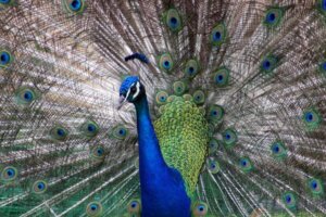 Was hat es mit dem Schillern auf sich?