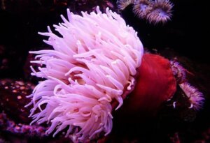 Wie Seeanemonen ihre giftigen Stacheln abschießen