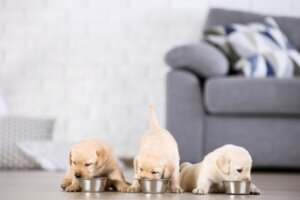 Welpen fressen getreidefreies Hundefutter