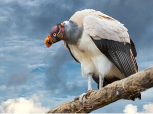 Gibt es federlose Vögel?