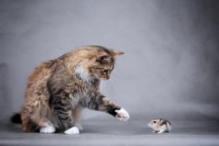 Ist es möglich, dass Katzen und Hamster zusammenleben?