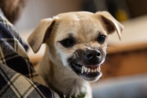 Warum knurrt mein Hund, wenn er spielt?
