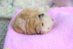 Welche Tiere im und um das Haus halten Winterschlaf?