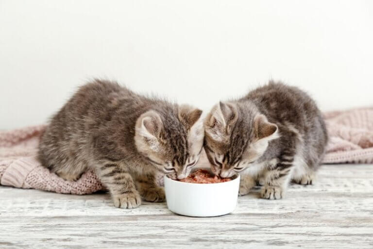 Anämie Bei Katzen Was Füttern