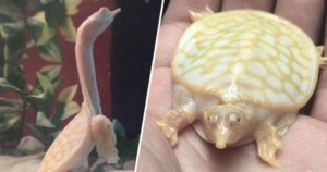 Die unglaublich winzige Baby-Albino-Schildkröte!