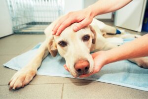 Knoten beim Hund: Ursachen und Behandlung