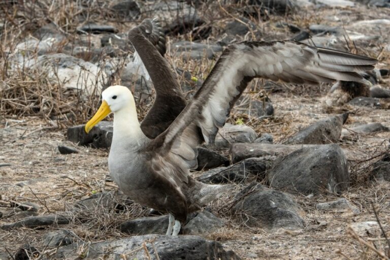 Die Albatros-Dame Wisdom, der älteste Vogel der Welt