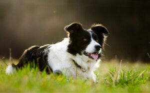 Border Collie hilft verletztem Besitzer nach Sturz in die Tiefe