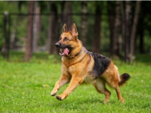 Deutsche Schäferhunde und ihre verschiedenen Farbvariationen