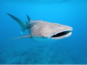 Der größte Allesfresser der Welt ist ein Fisch