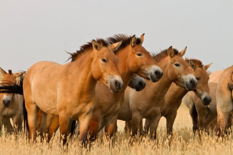 Was versteht man unter klinischer Ethologie bei Pferden?