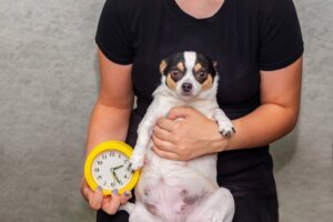 Ist meine Hündin trächtig? Wie lässt sich das feststellen?