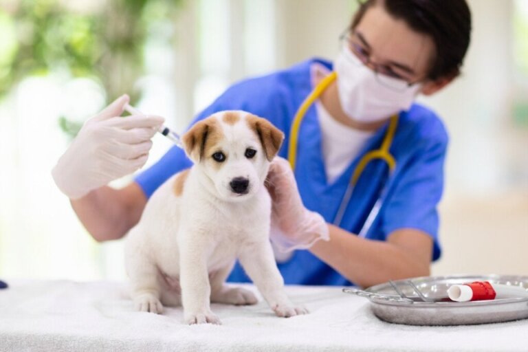 Wie lange hält das Parvovirus bei einem Hund an?