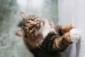 Solltest du eine Katze baden?