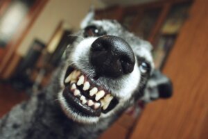 Wie man mit einem reaktiven Hund umgeht