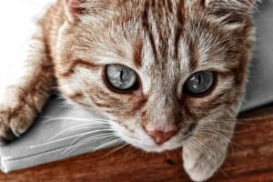 Felines Calicivirus: Symptome und Behandlung