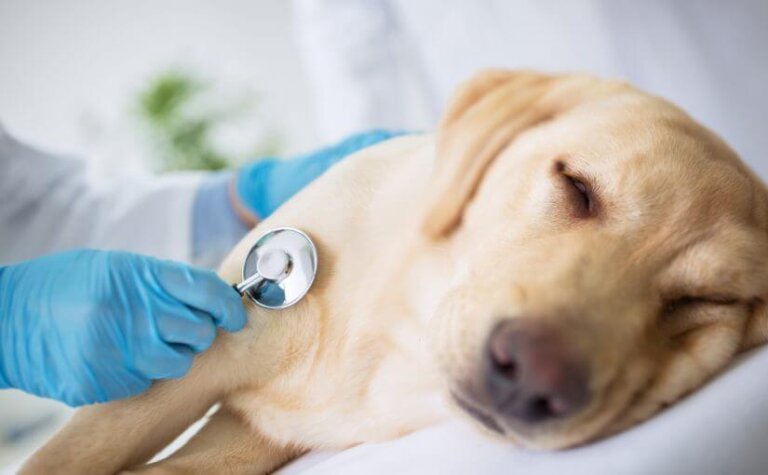 7 Symptome einer Darmverstopfung bei Hunden
