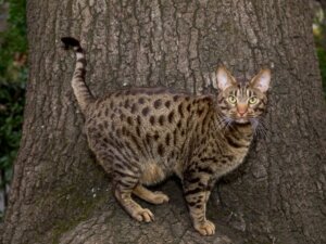 9 Hauskatzen, die wie Wildkatzen aussehen