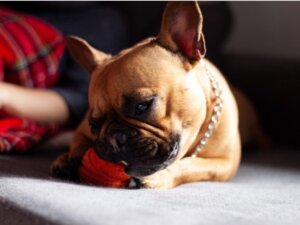Mein Hund hat Plastik gefressen: Was soll ich tun?