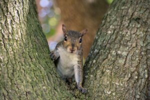 9 Kuriositäten über Eichhörnchen