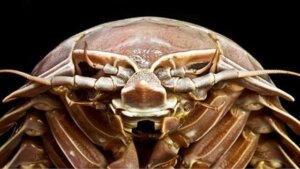 Gigantische "Riesenkakerlake" auf dem Meeresgrund entdeckt