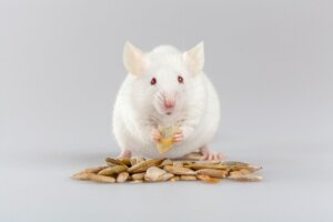 Was fressen Mäuse?