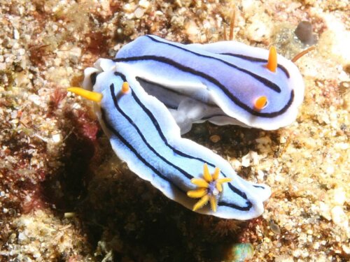 Chromodoris lochi: Alles Wissenswerte über diese äußerst ungewöhnliche Molluske