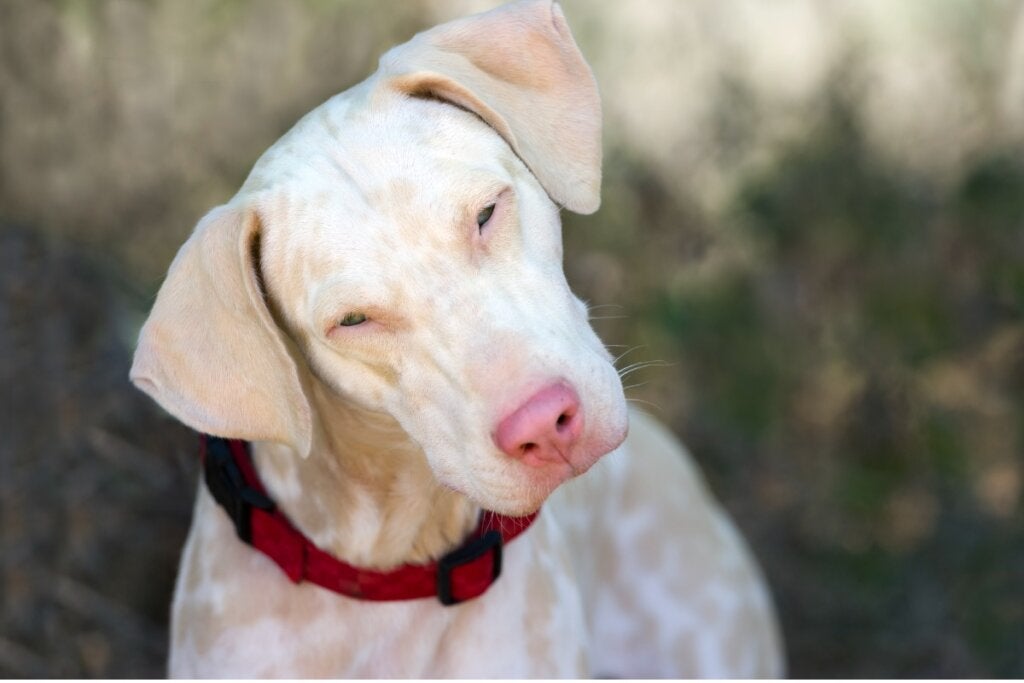 Albino Dobermann: Alles über diese Rasse