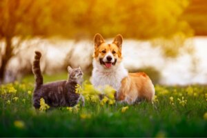 Mein Hund frisst Katzenkot: Warum tut er das?