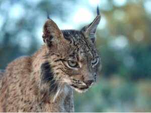 Schirmspezies - Lynx pardinus