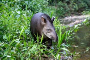 Schirmspezies - Tapirus terrestris.