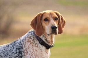 American English Coonhound: Alles über diese Rasse