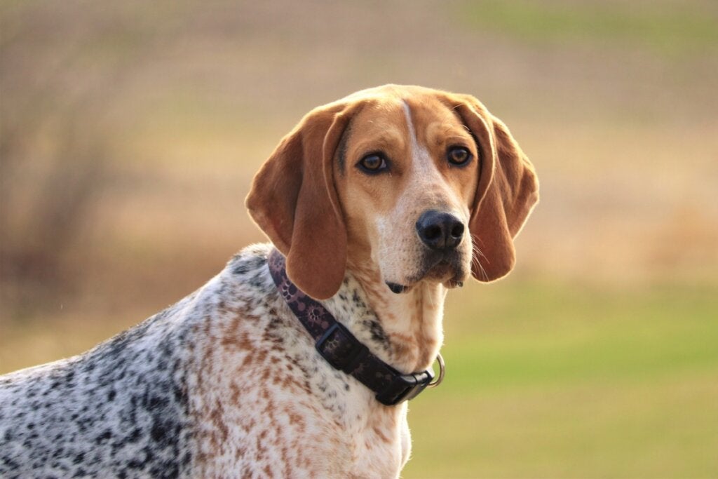 American English Coonhound: Alles über diese Rasse