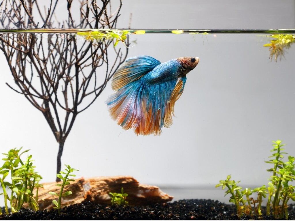 Zehn Fische für ein kleines Aquarium