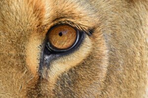 Der König der Löwen: Inspirationen hinter den Kulissen