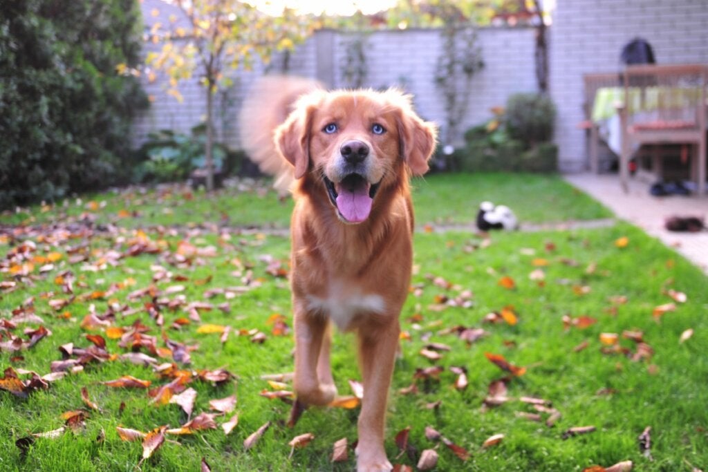 Labsky oder Huskador: Alles über diese Rasse