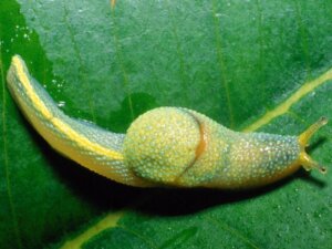 Kennst du schon die Ninja-Schnecke?