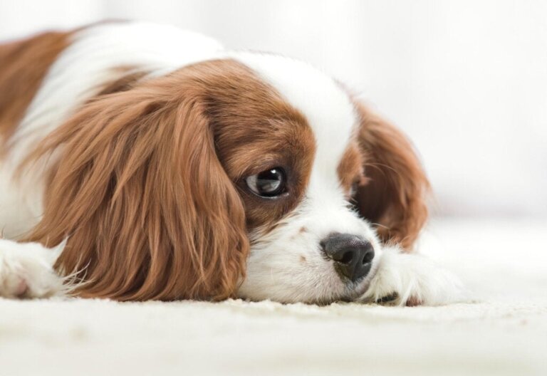 Die 9 besten Mittel gegen Verstopfung bei Hunden und Welpen