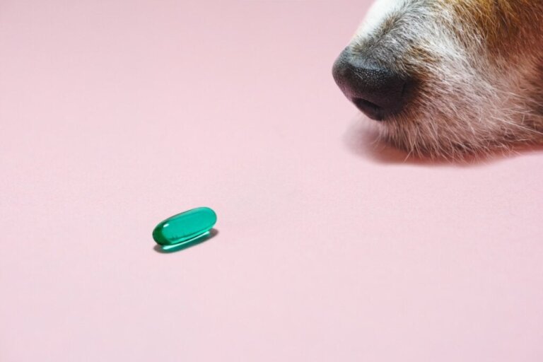 Gabapentin für Hunde: Verwendung und Dosierung