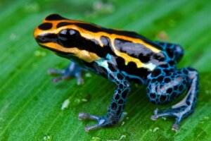 Die 12 schönsten Tiere Ecuadors