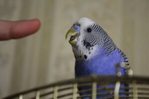 Mein Vogel beißt mich: Ursachen und Lösungen
