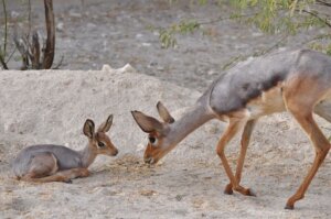 Die Beira, ein ganz besonderes Tier