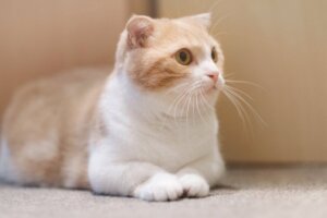 Das Katzenmiauen und seine Bedeutung