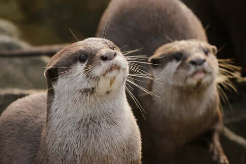 Der Otter: Merkmale, Verhalten und Lebensraum